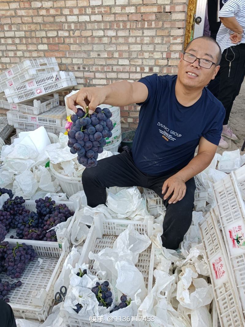 精品巨峰出库