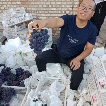 精品巨峰出库