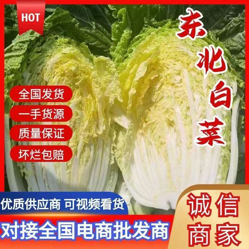 吉林白城黄心菜大量接单货源充足4一5一6斤随时接单