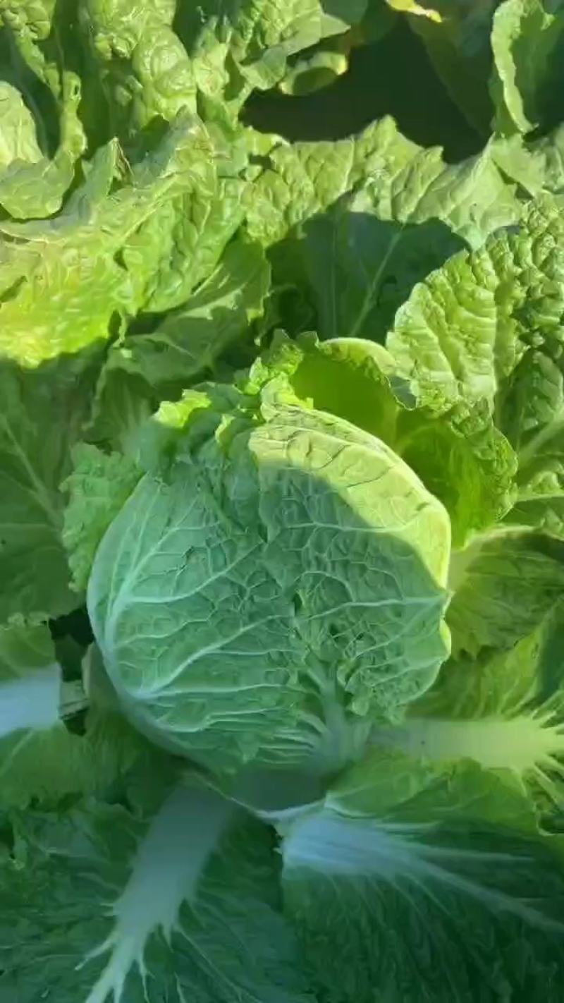 吉林白城黄心菜大量接单货源充足4一5一6斤随时接单