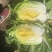 吉林白城黄心菜大量接单货源充足4一5一6斤随时接单