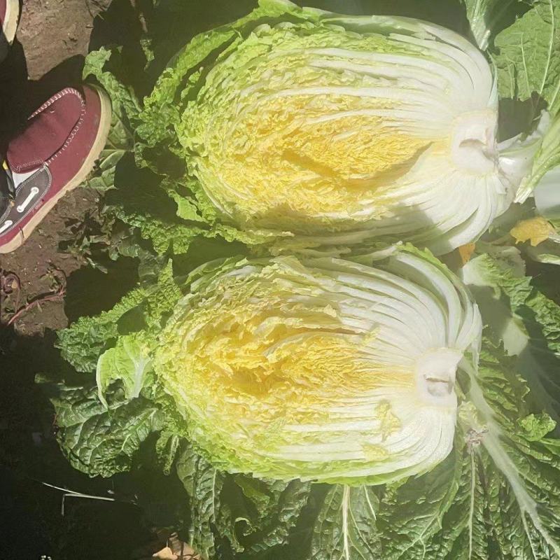 吉林白城黄心菜大量接单货源充足4一5一6斤随时接单