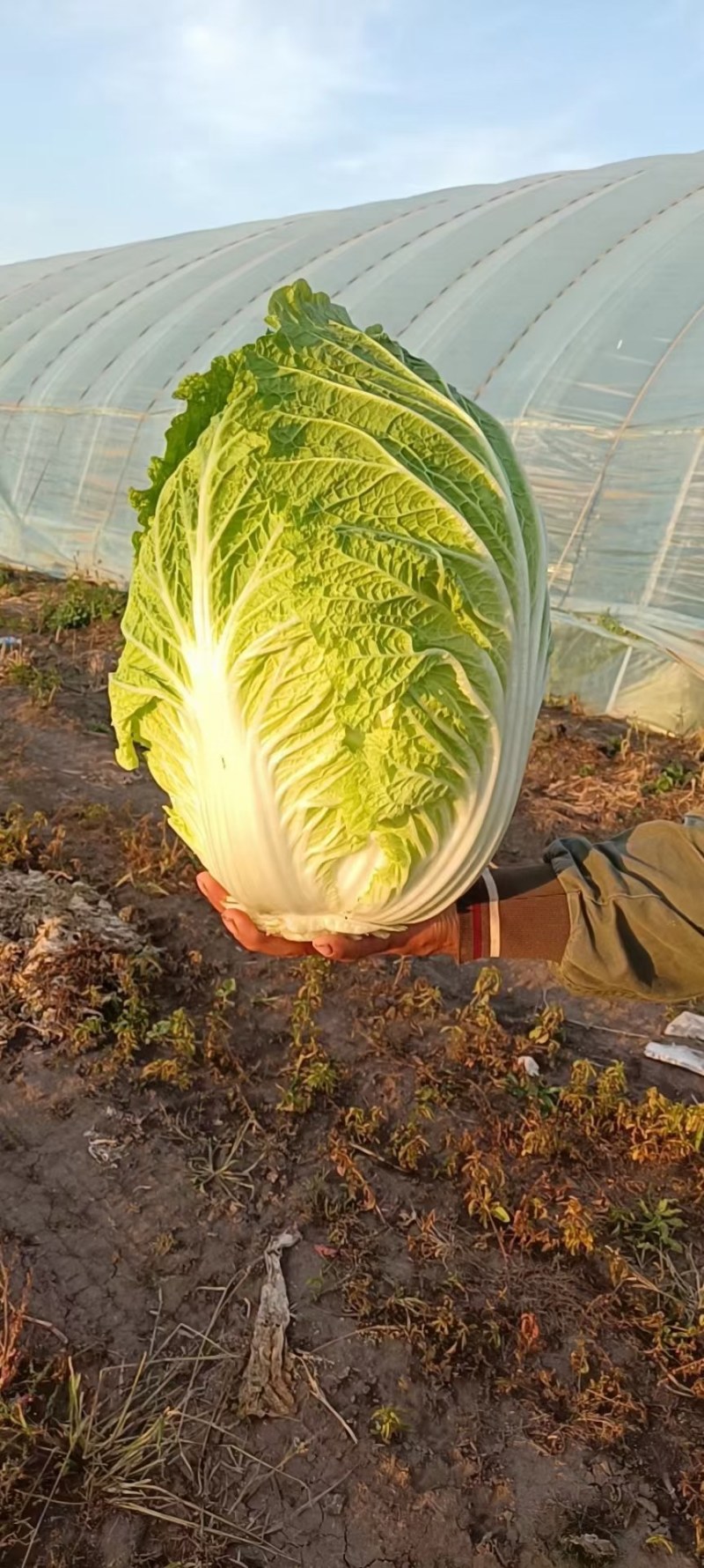 大量批发