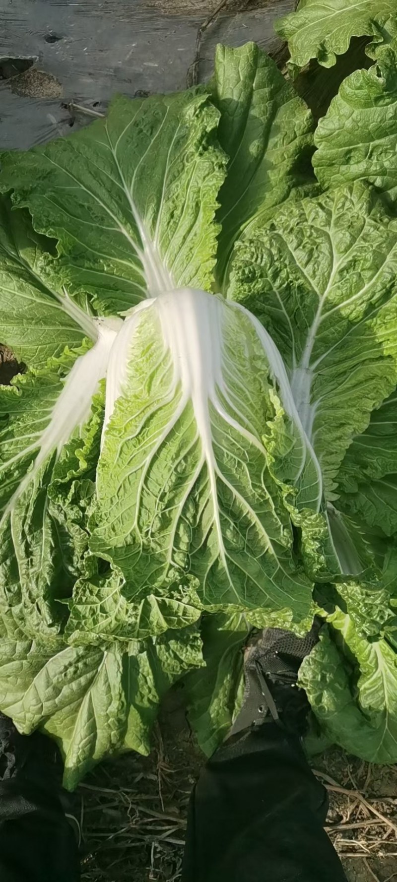 大量批发