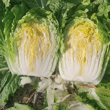 大量批发