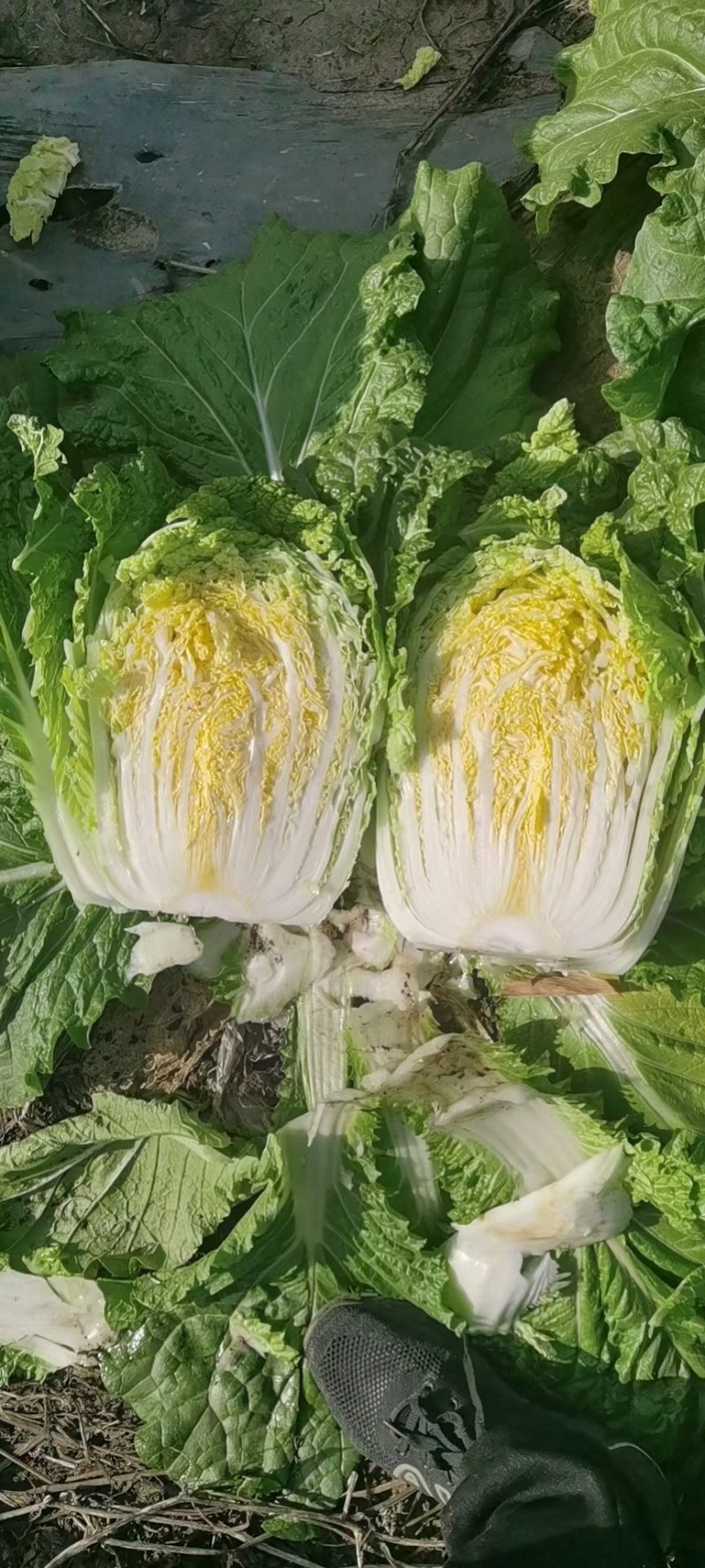 大量批发