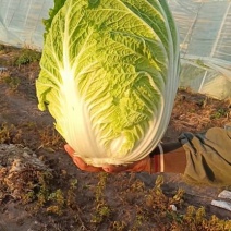 白菜