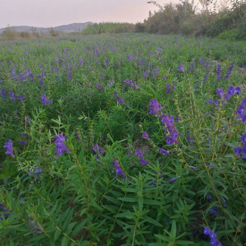山东高含量黄芩苗