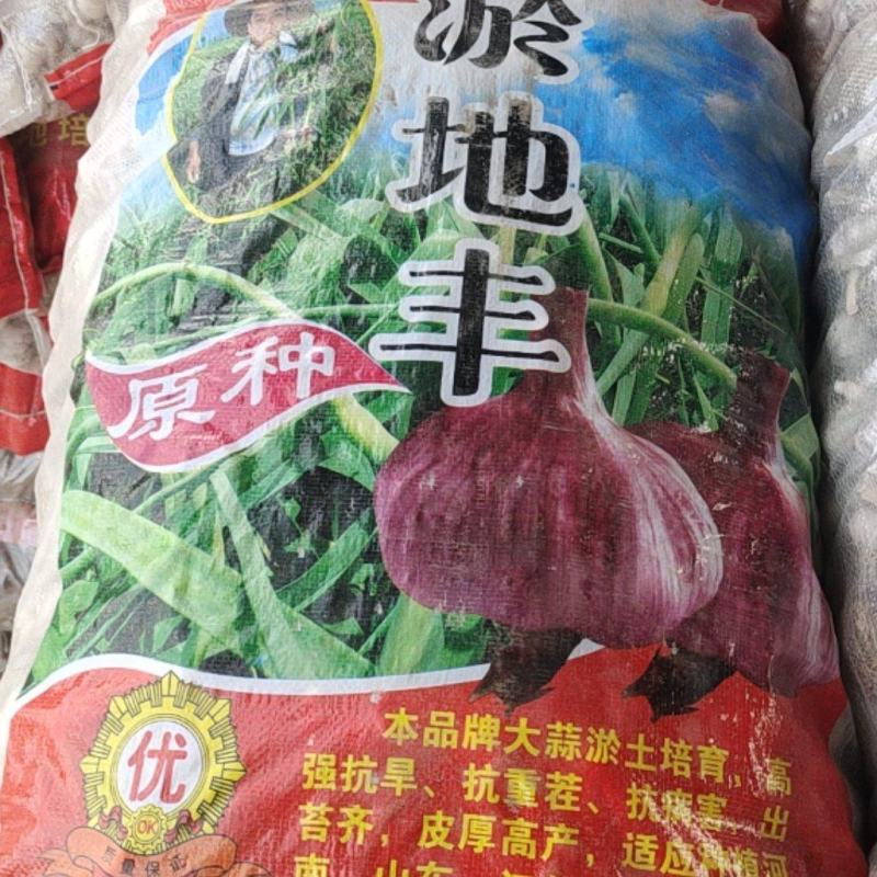 大蒜种子