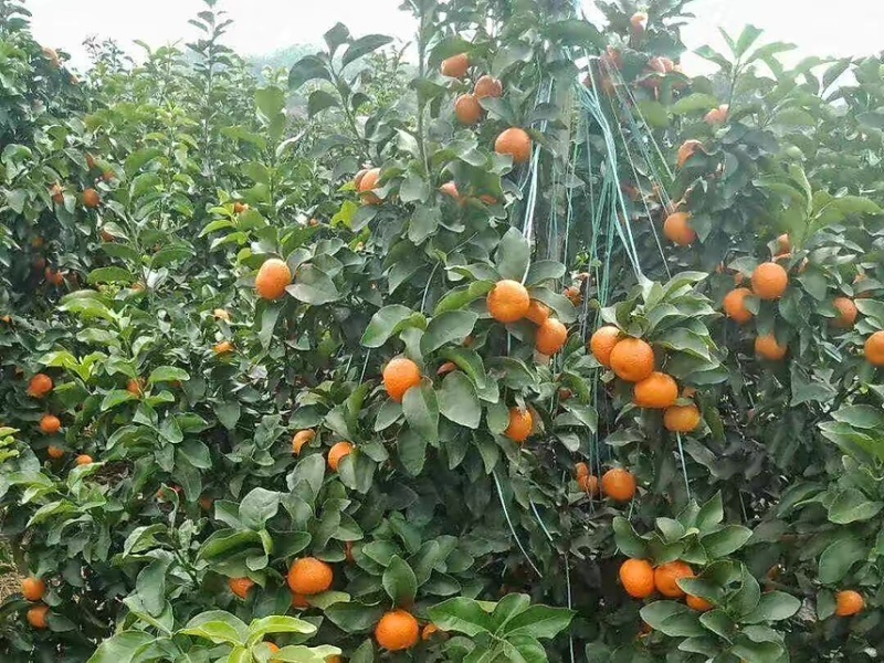 【广西金秋砂糖橘】精品金秋砂糖桔，果园看货现摘现发量大