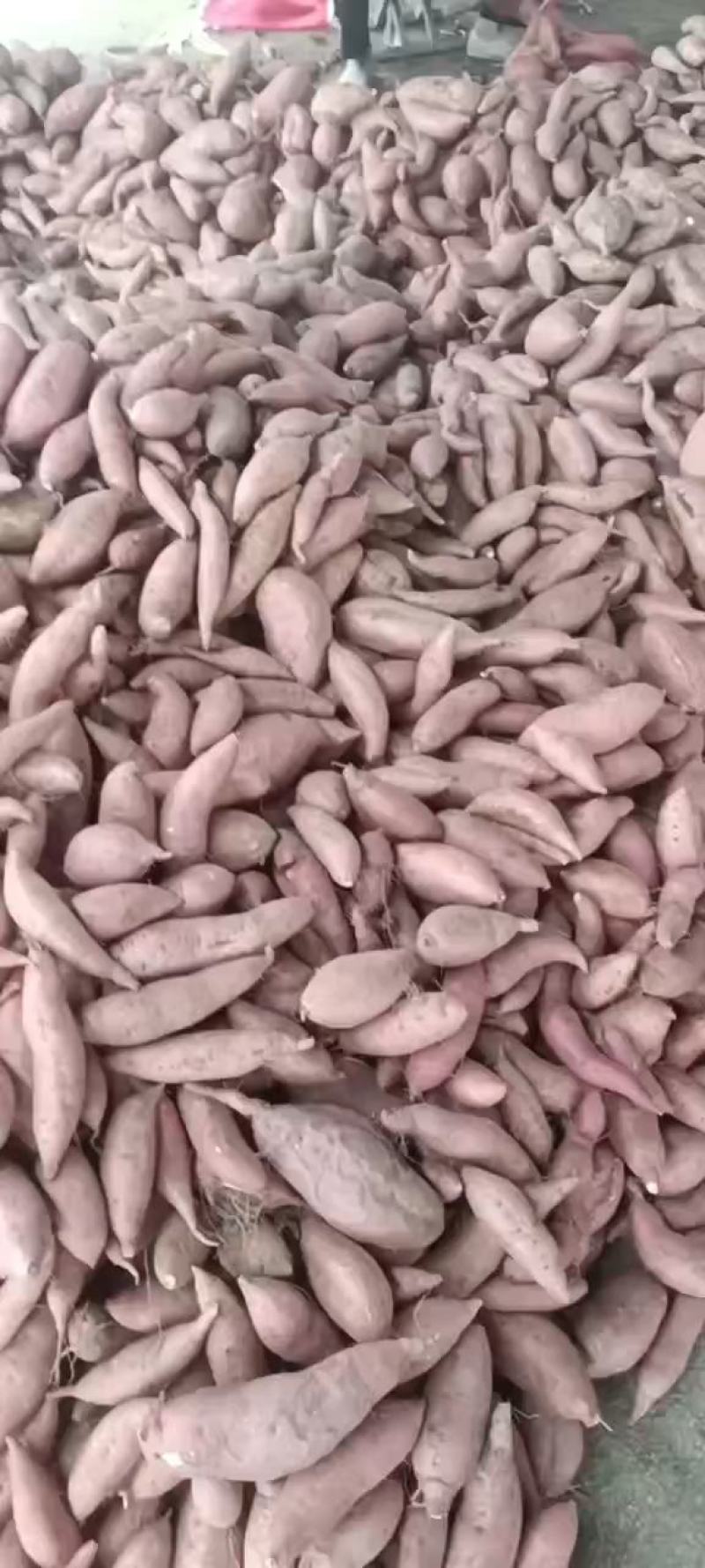临朐窖存沙土地西瓜红