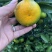 早熟蜜橘