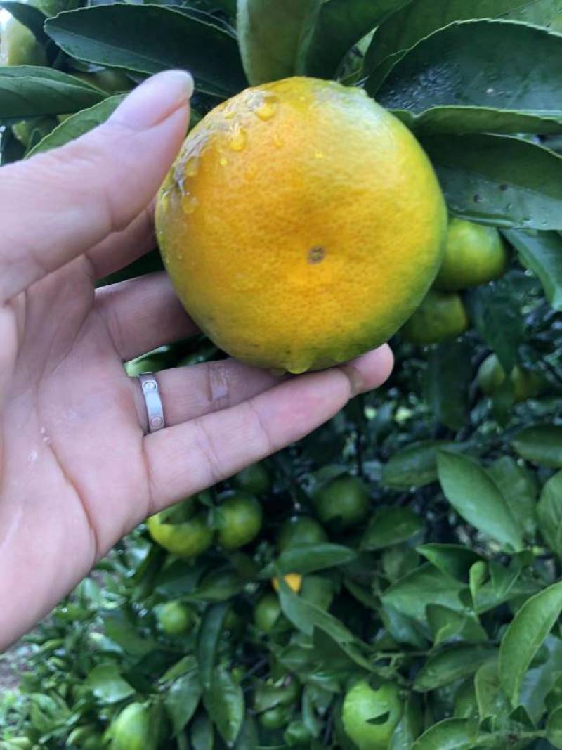 早熟蜜橘