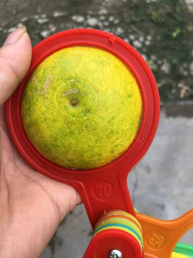 早熟蜜橘