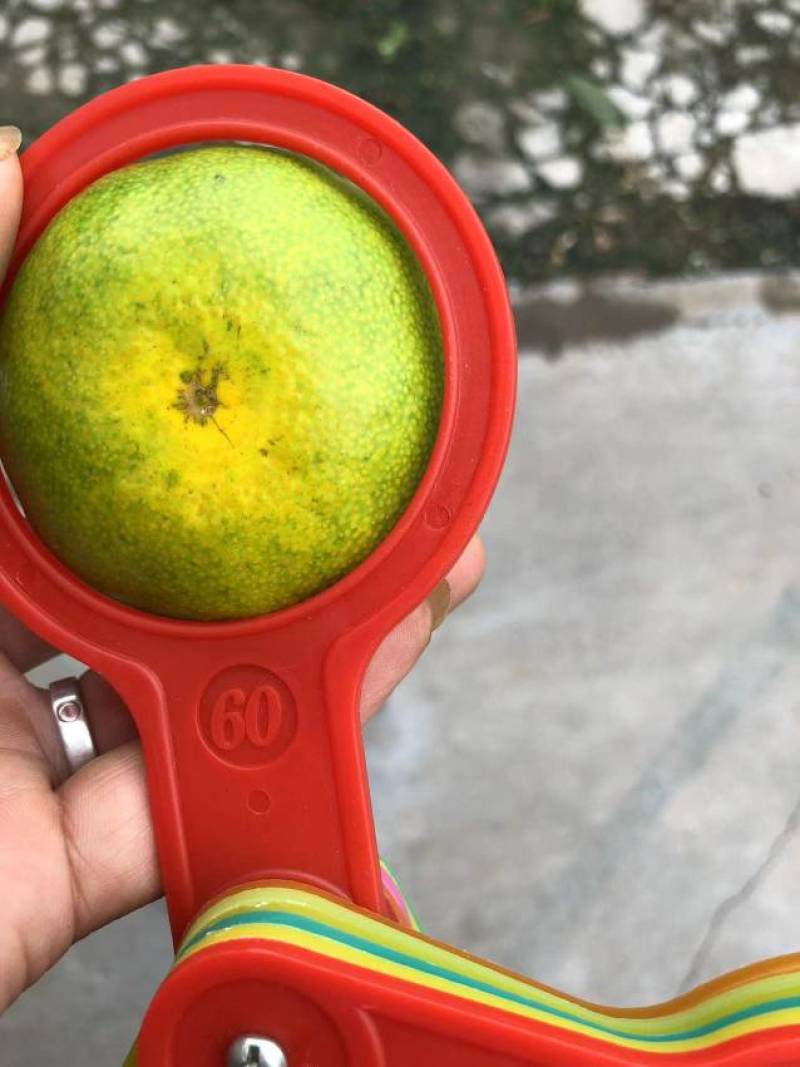 早熟蜜橘