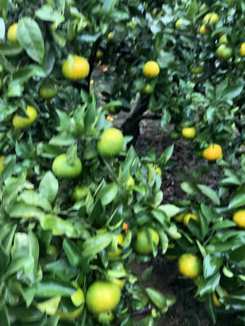 早熟蜜橘