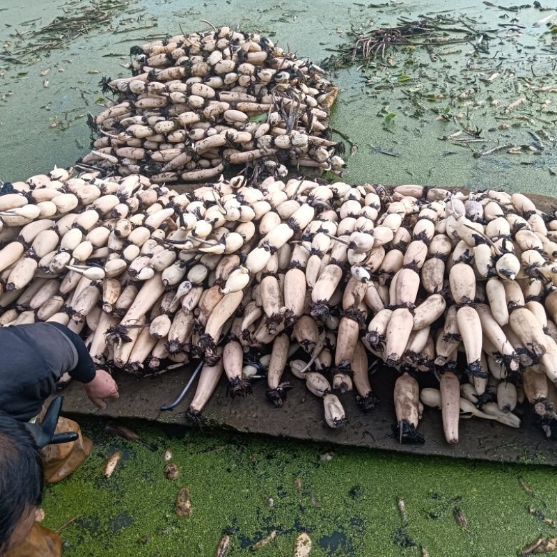 优质大地红，藕白无锈颜色好看