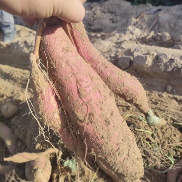 板栗红薯大量上市啦，条行端正，口感嘎嘎滴