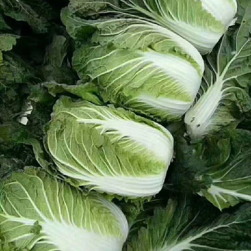 白菜