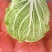 白菜
