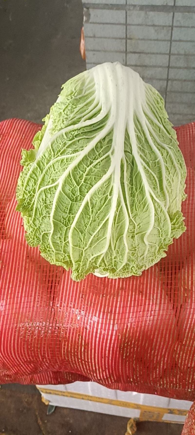 白菜