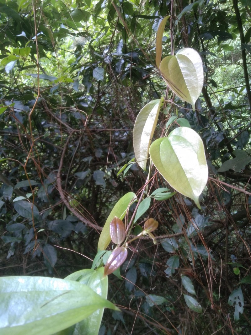 土茯苓云南红心土茯苓量大从优全国各地包邮到家。