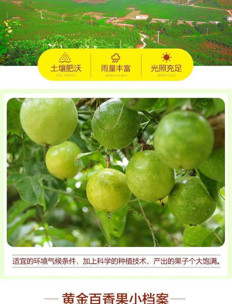 黄金百香果现摘现发新鲜孕妇水果西番莲鸡蛋果1/2/3/