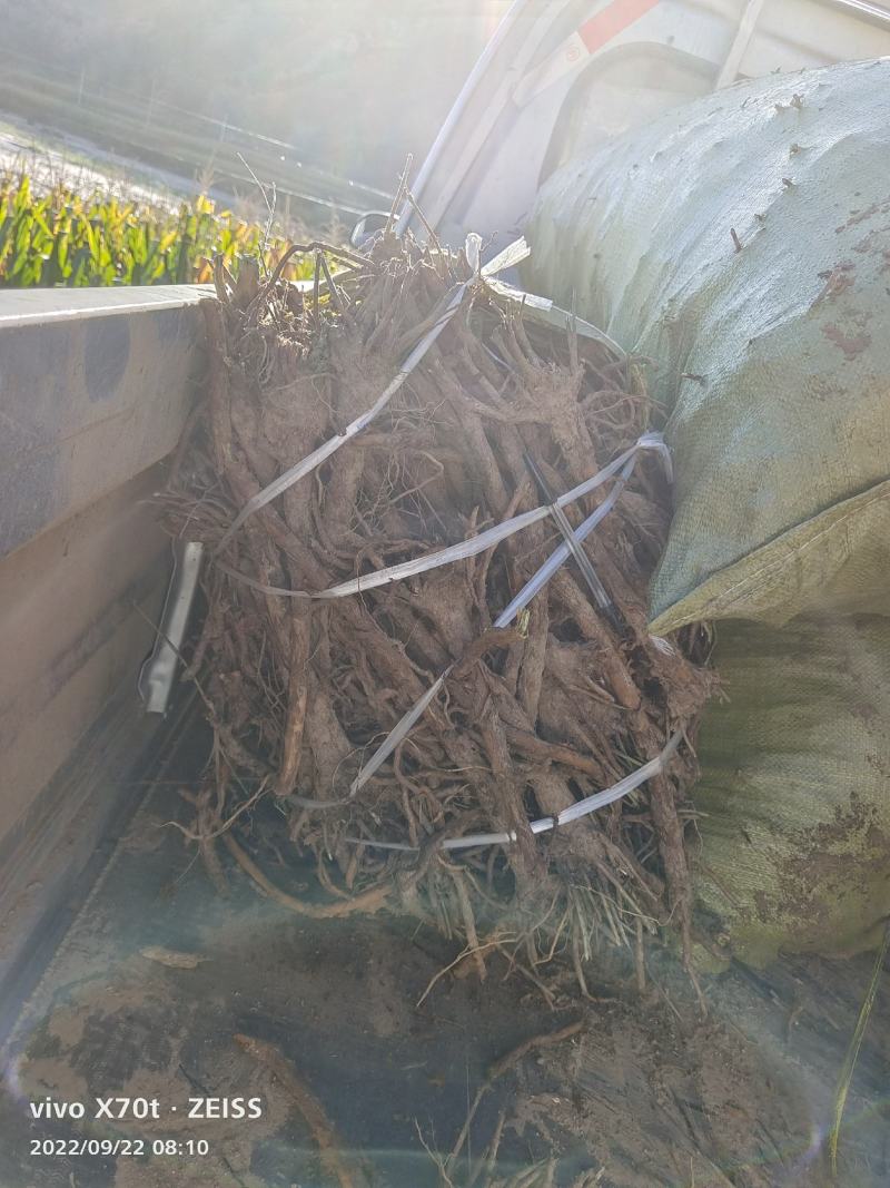 陕北子洲空心黄芩