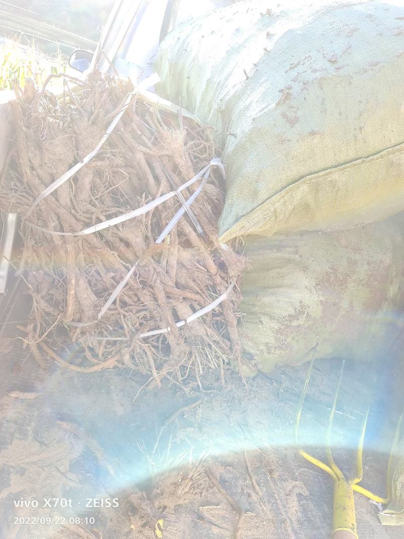 陕北子洲空心黄芩