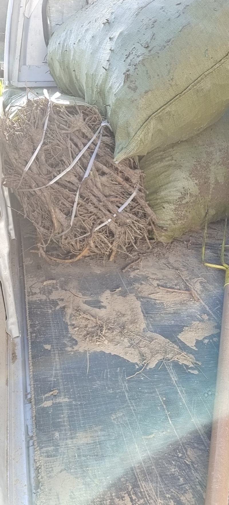 陕北子洲空心黄芩