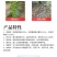 奥丰颗粒硼微量元素水溶肥底肥提高坐果保花保果果树蔬菜通用