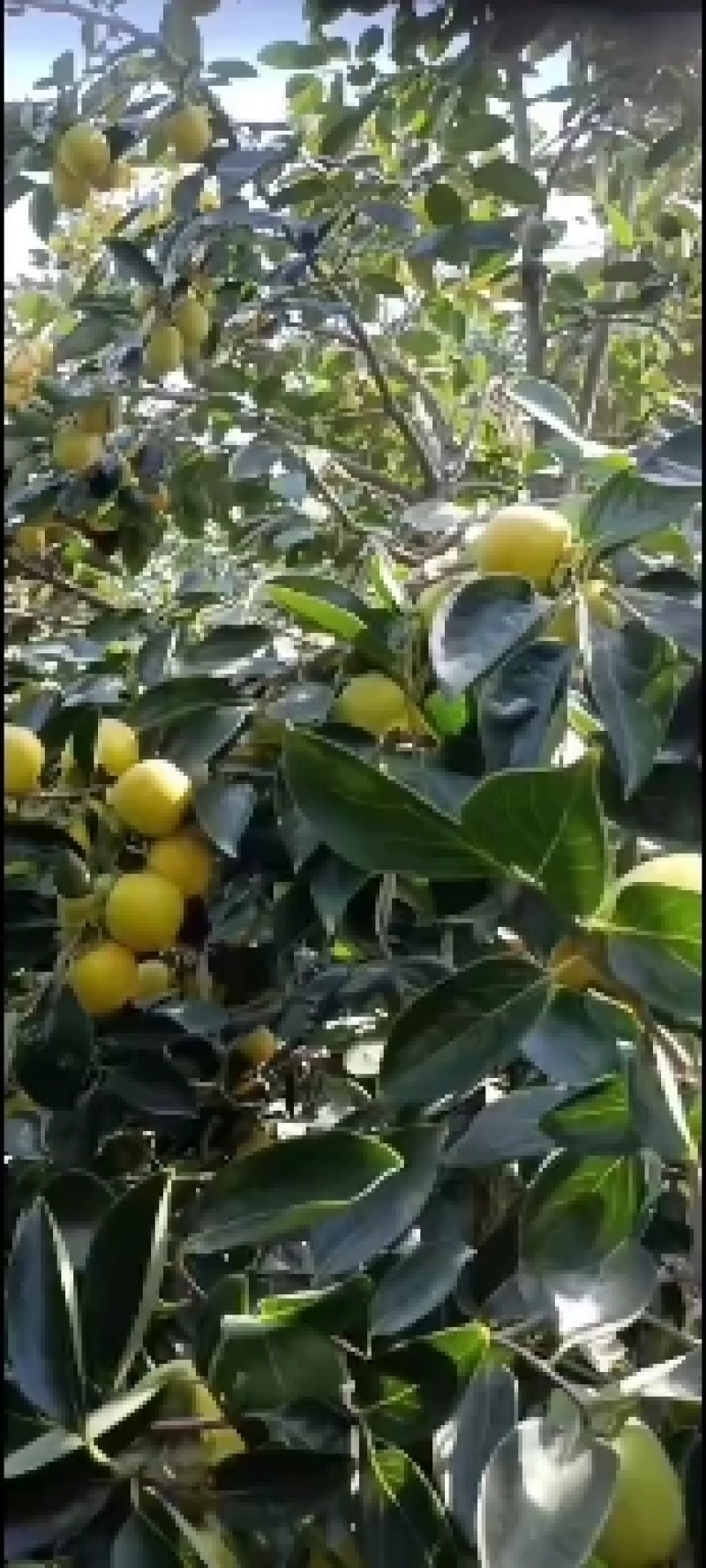 大红袍柿子大量上市中