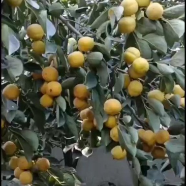 大红袍柿子大量上市中