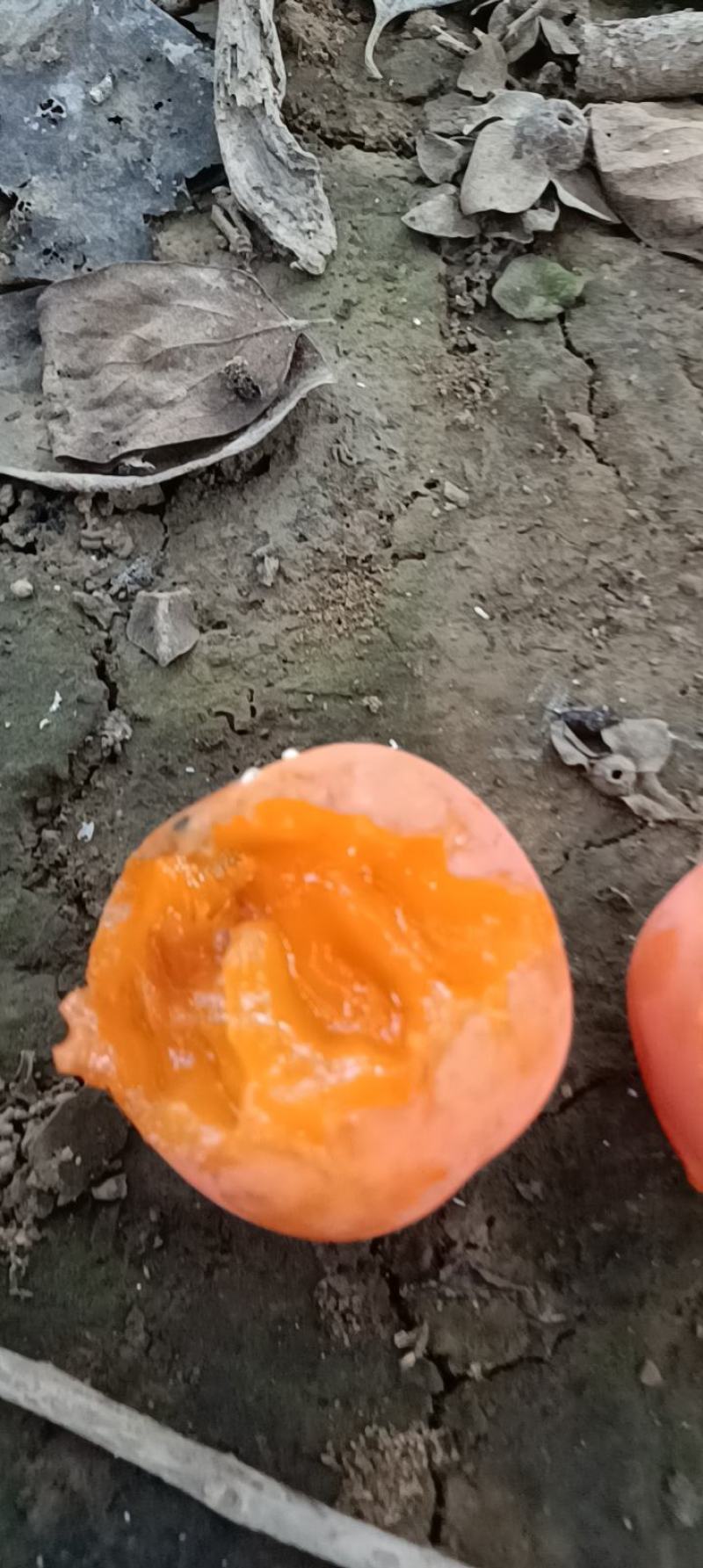 大红袍柿子大量上市中