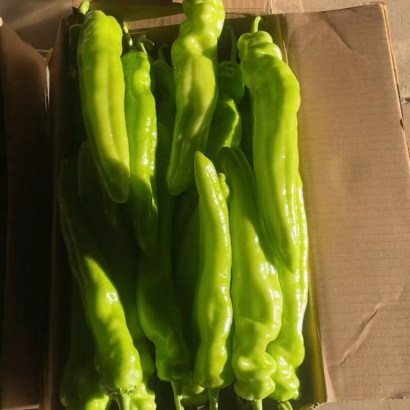 尖椒，颜色好看，尖椒长度适中，黄皮，青皮一年四季有货