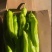 尖椒，颜色好看，尖椒长度适中，黄皮，青皮一年四季有货