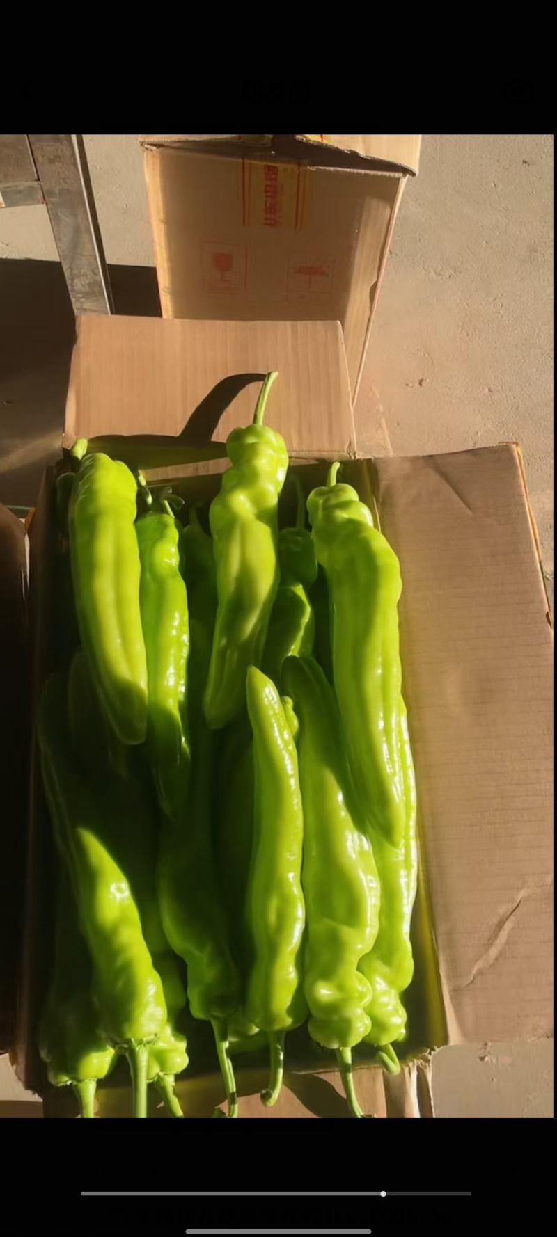 尖椒，颜色好看，尖椒长度适中，黄皮，青皮一年四季有货