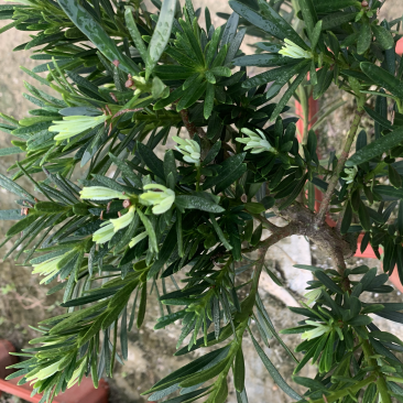罗汉松盆景