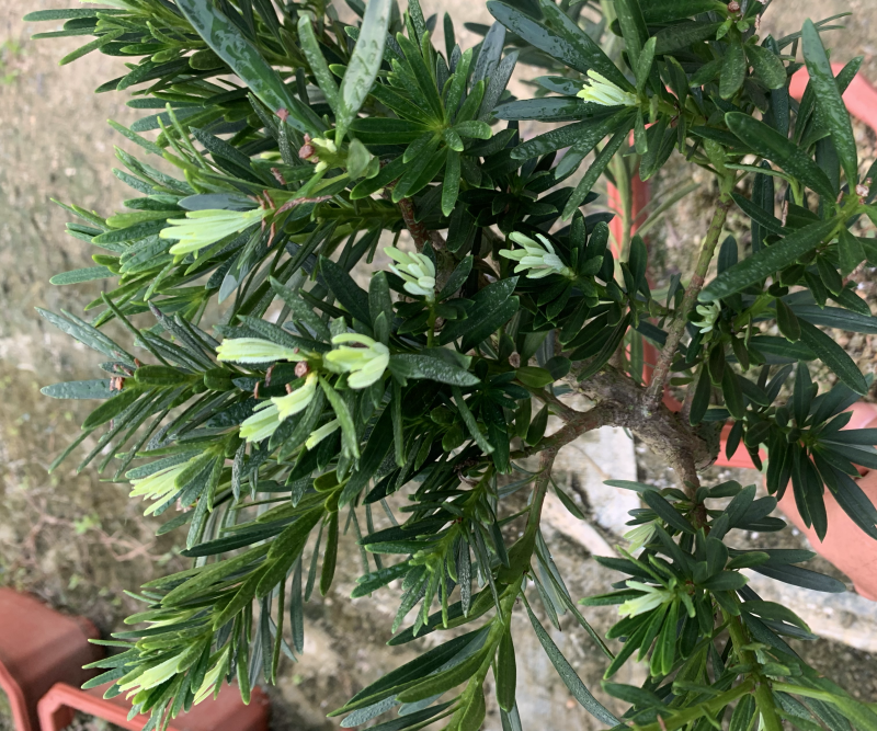 罗汉松盆景