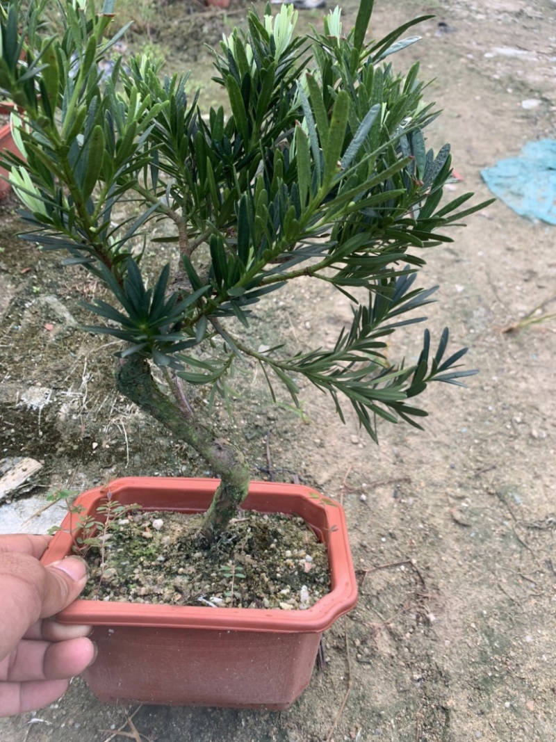 罗汉松盆景