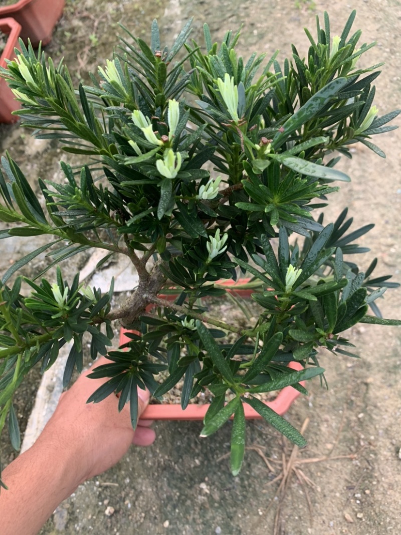 罗汉松盆景