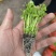 种苗蔬菜苗汉芹苗黄芹、白香芹。无病害。易成活