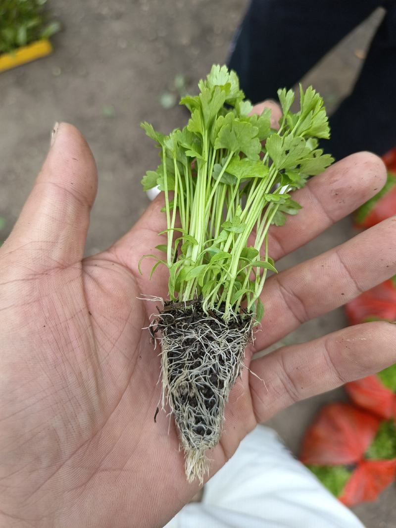 种苗蔬菜苗汉芹苗黄芹、白香芹。无病害。易成活