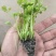 种苗蔬菜苗汉芹苗黄芹、白香芹。无病害。易成活