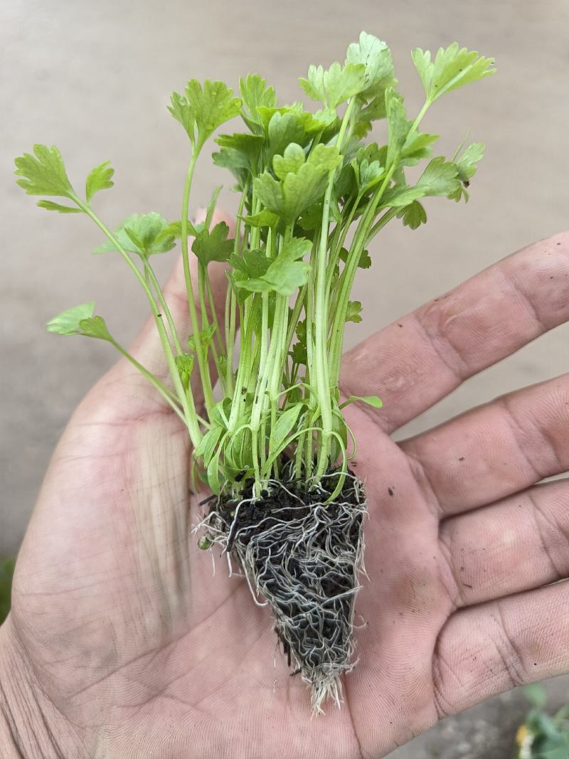 种苗蔬菜苗汉芹苗黄芹、白香芹。无病害。易成活