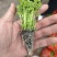 种苗蔬菜苗汉芹苗黄芹、白香芹。无病害。易成活