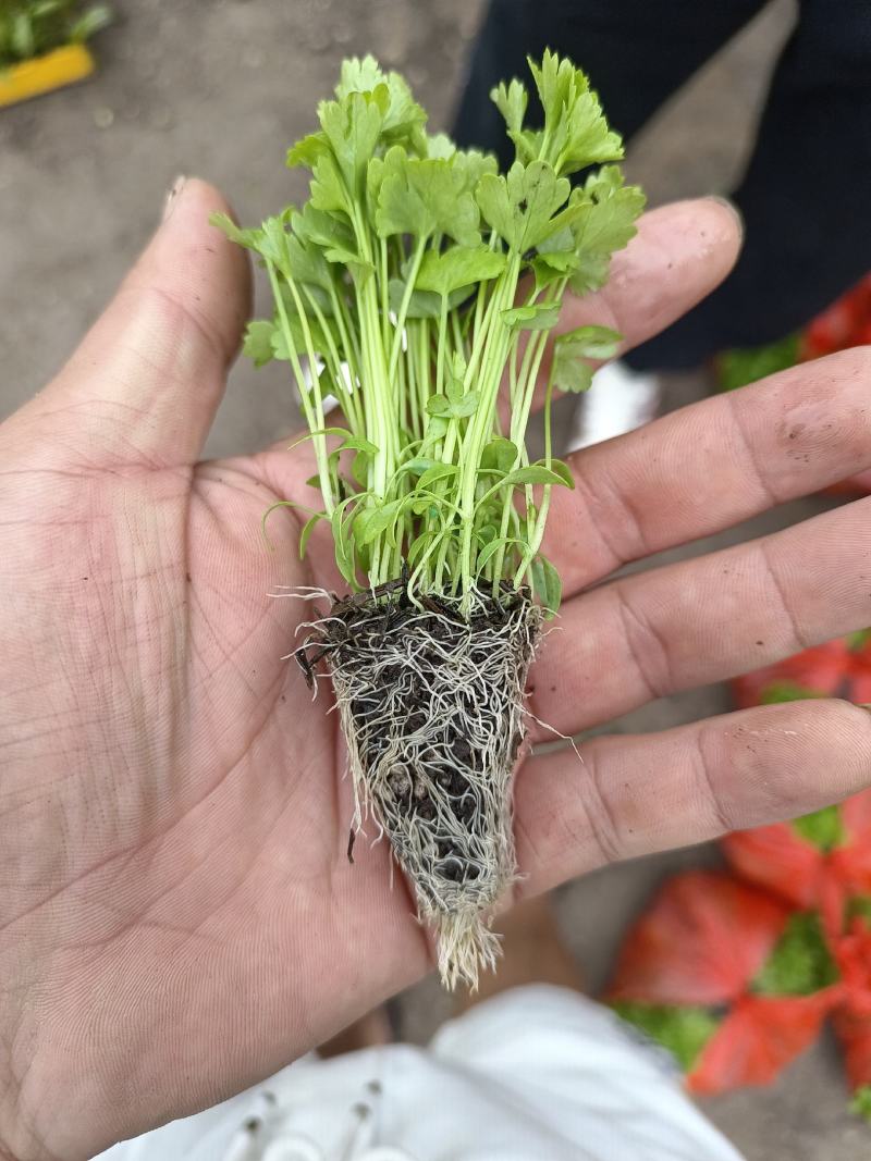 种苗蔬菜苗汉芹苗黄芹、白香芹。无病害。易成活