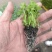 种苗蔬菜苗汉芹苗黄芹、白香芹。无病害。易成活