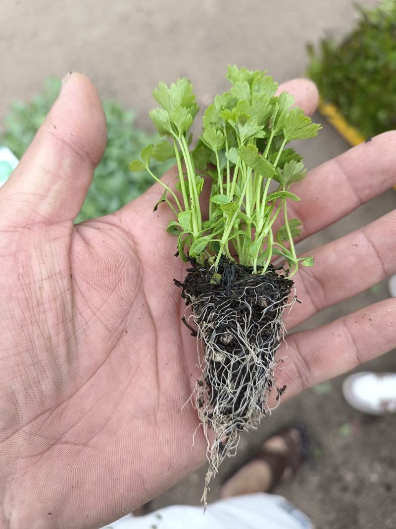 种苗蔬菜苗汉芹苗黄芹、白香芹。无病害。易成活