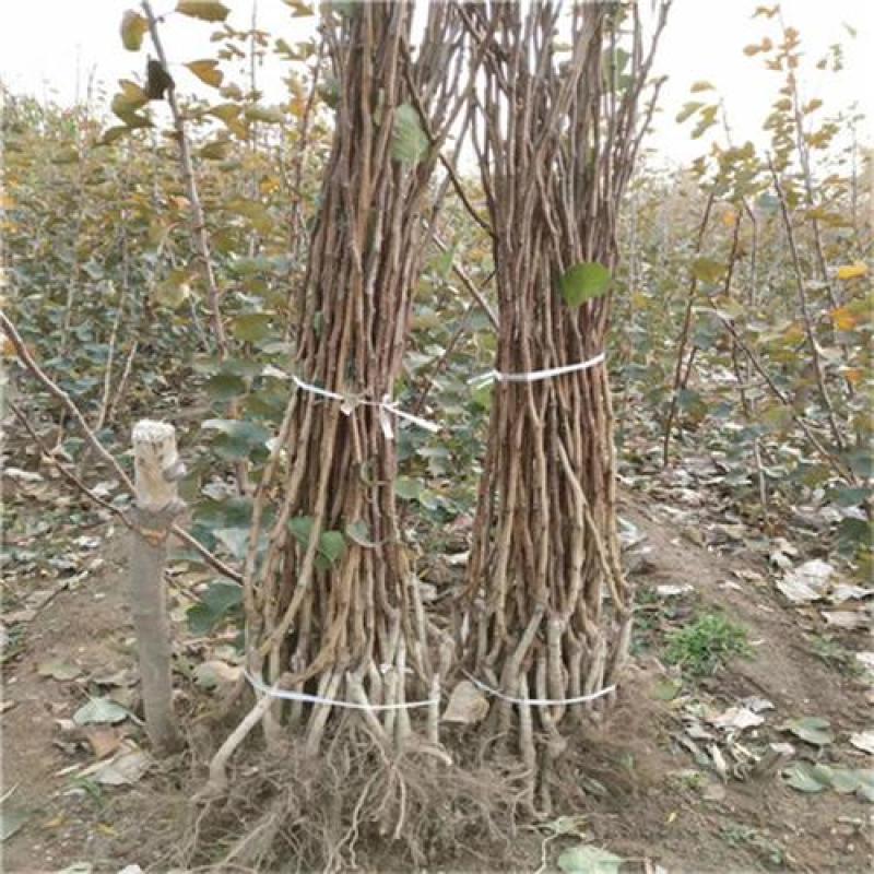 优质多种山楂苗，基地直供，现挖现买死苗补发，诚信经营